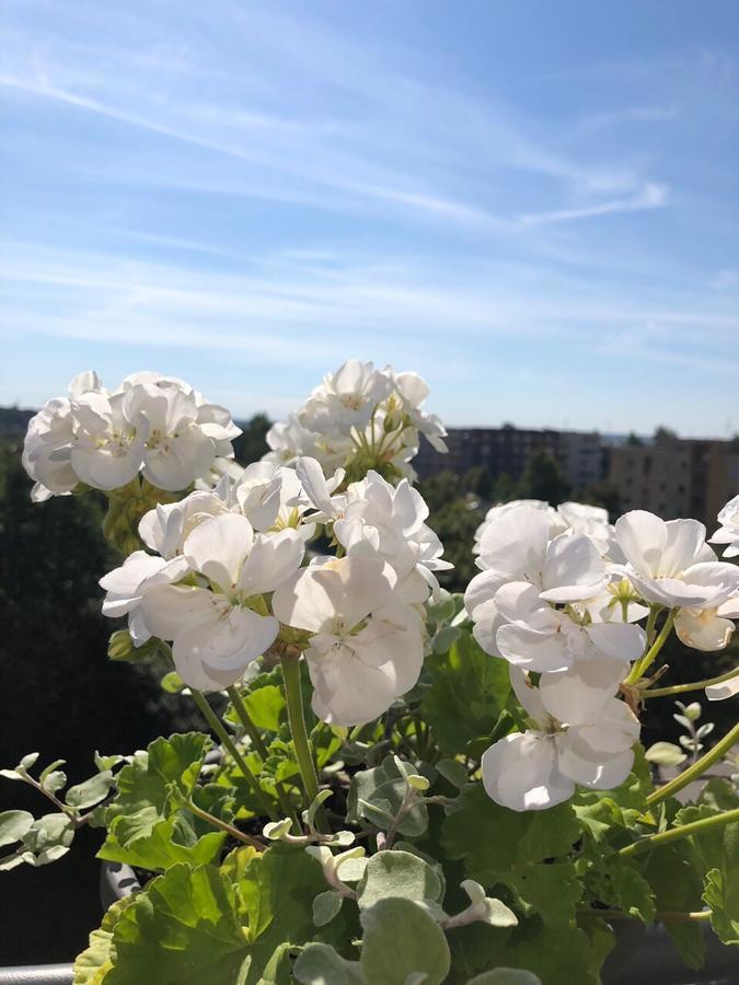 Bangu Apartamentai Palanga Exteriör bild